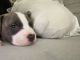 American Pit Bull Terrier Puppies for sale in Providence Rd, Charlotte, NC, USA. price: NA