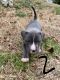 American Pit Bull Terrier Puppies for sale in Morristown, TN, USA. price: NA