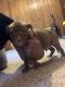American Pit Bull Terrier Puppies for sale in Dumfries, VA, USA. price: $600