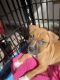 American Pit Bull Terrier Puppies for sale in Pittsburgh, PA 15221, USA. price: NA