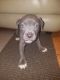 American Pit Bull Terrier Puppies for sale in Naperville, IL, USA. price: NA