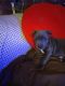 American Pit Bull Terrier Puppies for sale in Cleveland County, OK, USA. price: $125