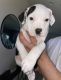American Pit Bull Terrier Puppies for sale in Avondale, AZ, USA. price: NA