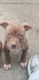 American Pit Bull Terrier Puppies for sale in Hazelwood, MO, USA. price: NA