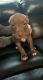 American Pit Bull Terrier Puppies for sale in Augusta, GA, USA. price: $400