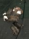 American Pit Bull Terrier Puppies for sale in Greenville, MI 48838, USA. price: NA
