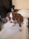 American Pit Bull Terrier Puppies for sale in St James, MO 65559, USA. price: NA