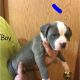 American Pit Bull Terrier Puppies for sale in West Monroe, LA, USA. price: NA