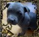 American Pit Bull Terrier Puppies for sale in Bellflower, CA 90706, USA. price: NA