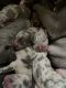 American Pit Bull Terrier Puppies for sale in Bennettsville, SC 29512, USA. price: NA
