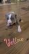 American Pit Bull Terrier Puppies for sale in Round Mountain, NV 89045, USA. price: NA