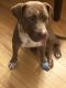 American Pit Bull Terrier Puppies for sale in Aventura, FL, USA. price: NA
