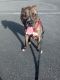 American Pit Bull Terrier Puppies for sale in Ocala, FL, USA. price: $100