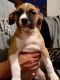 American Pit Bull Terrier Puppies for sale in Marble City, OK 74945, USA. price: NA
