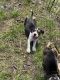 American Pit Bull Terrier Puppies for sale in Cleburne, TX, USA. price: NA