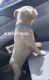 American Pit Bull Terrier Puppies for sale in 1050 Federal Rd, Houston, TX 77015, USA. price: NA