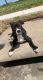 American Pit Bull Terrier Puppies for sale in SIENNA PLANT, TX 77459, USA. price: NA