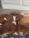 American Pit Bull Terrier Puppies for sale in Anderson, IN, USA. price: $300