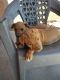 American Pit Bull Terrier Puppies for sale in El Mirage, AZ, USA. price: NA