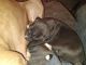 American Pit Bull Terrier Puppies for sale in Topeka, KS 66605, USA. price: NA