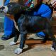 American Pit Bull Terrier Puppies for sale in Oakman, AL 35579, USA. price: NA