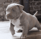 American Pit Bull Terrier Puppies for sale in CA-1, Long Beach, CA, USA. price: NA