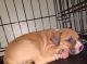 American Pit Bull Terrier Puppies for sale in Carson, CA, USA. price: NA