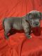 American Pit Bull Terrier Puppies for sale in Colorado Springs, CO, USA. price: $4,000