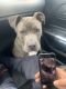 American Pit Bull Terrier Puppies for sale in Sacramento, CA, USA. price: $800