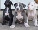 American Pit Bull Terrier Puppies for sale in San Francisco, CA, USA. price: NA