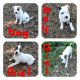 American Pit Bull Terrier Puppies for sale in OH-28, Ohio, USA. price: NA