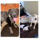 American Pit Bull Terrier Puppies for sale in Pittsburg, CA, USA. price: $600