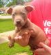 American Pit Bull Terrier Puppies for sale in Oklahoma City, OK 73108, USA. price: NA