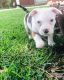 American Pit Bull Terrier Puppies for sale in Columbus, OH, USA. price: $800