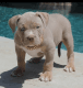American Pit Bull Terrier Puppies for sale in Columbus, OH, USA. price: $800