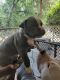 American Pit Bull Terrier Puppies for sale in Prattville, AL, USA. price: $800