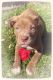 American Pit Bull Terrier Puppies for sale in Magnolia, OH 44643, USA. price: NA