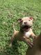 American Pit Bull Terrier Puppies for sale in Snellville, GA, USA. price: NA