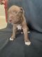 American Pit Bull Terrier Puppies for sale in Homestead, FL, USA. price: $800