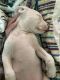 American Pit Bull Terrier Puppies for sale in Farmington, NM, USA. price: NA