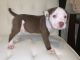 American Pit Bull Terrier Puppies for sale in Morrow, GA 30260, USA. price: NA