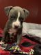 American Pit Bull Terrier Puppies for sale in Monmouth Junction, NJ 08852, USA. price: NA