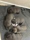 American Pit Bull Terrier Puppies for sale in Escondido, CA, USA. price: NA