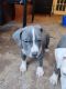American Pit Bull Terrier Puppies for sale in Prattville, AL, USA. price: NA