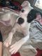 American Pit Bull Terrier Puppies for sale in 1212 Dewitt Dr, Orlando, FL 32805, USA. price: NA