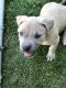 American Pit Bull Terrier Puppies for sale in Yakima, WA, USA. price: $1,200