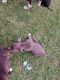 American Pit Bull Terrier Puppies for sale in Fayetteville, NC, USA. price: $250