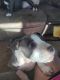 American Pit Bull Terrier Puppies for sale in Moriarty, NM 87035, USA. price: NA