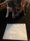 American Pit Bull Terrier Puppies for sale in Jacksonville, FL, USA. price: NA