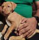 American Pit Bull Terrier Puppies for sale in Zirakpur, Punjab, India. price: 12000 INR